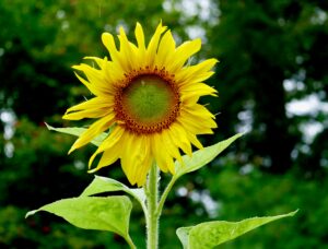 What's blooming at WVBG: The familiar and not-so-familiar